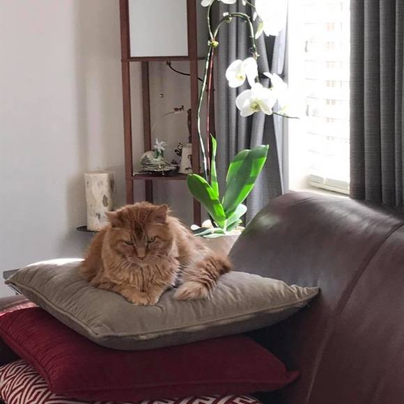 Meet your Posher, Imelda - Picture 1 of 1